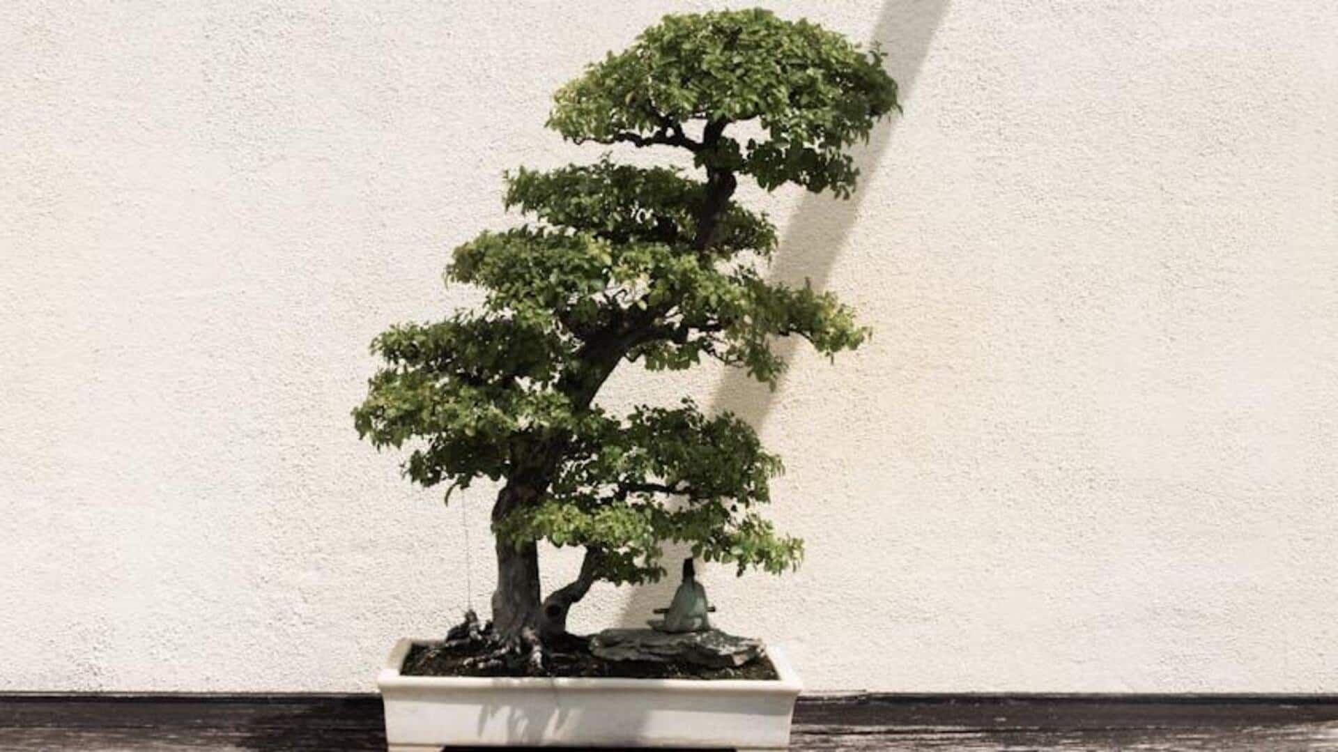 Lima Rahasia Merawat Bonsai agar Tumbuh Subur