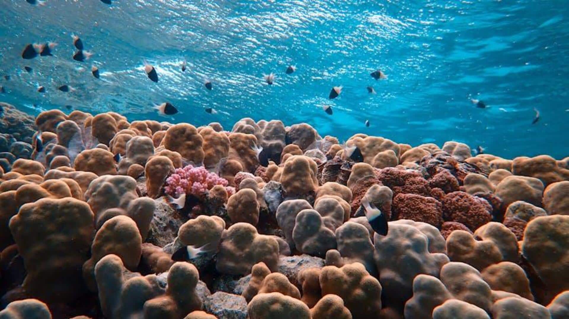 Peran Mengejutkan Terumbu Karang dalam Keanekaragaman Hayati Laut Peran Mengejutkan Terumbu Karang dalam Keanekaragaman Hayati Laut