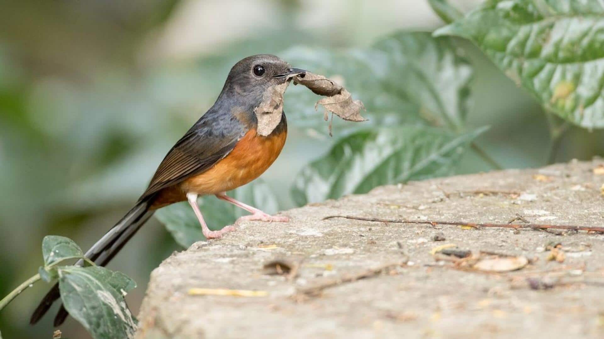 Fakta Menarik tentang Burung Murai dan Penggunaan Alat-Alat Sederhana