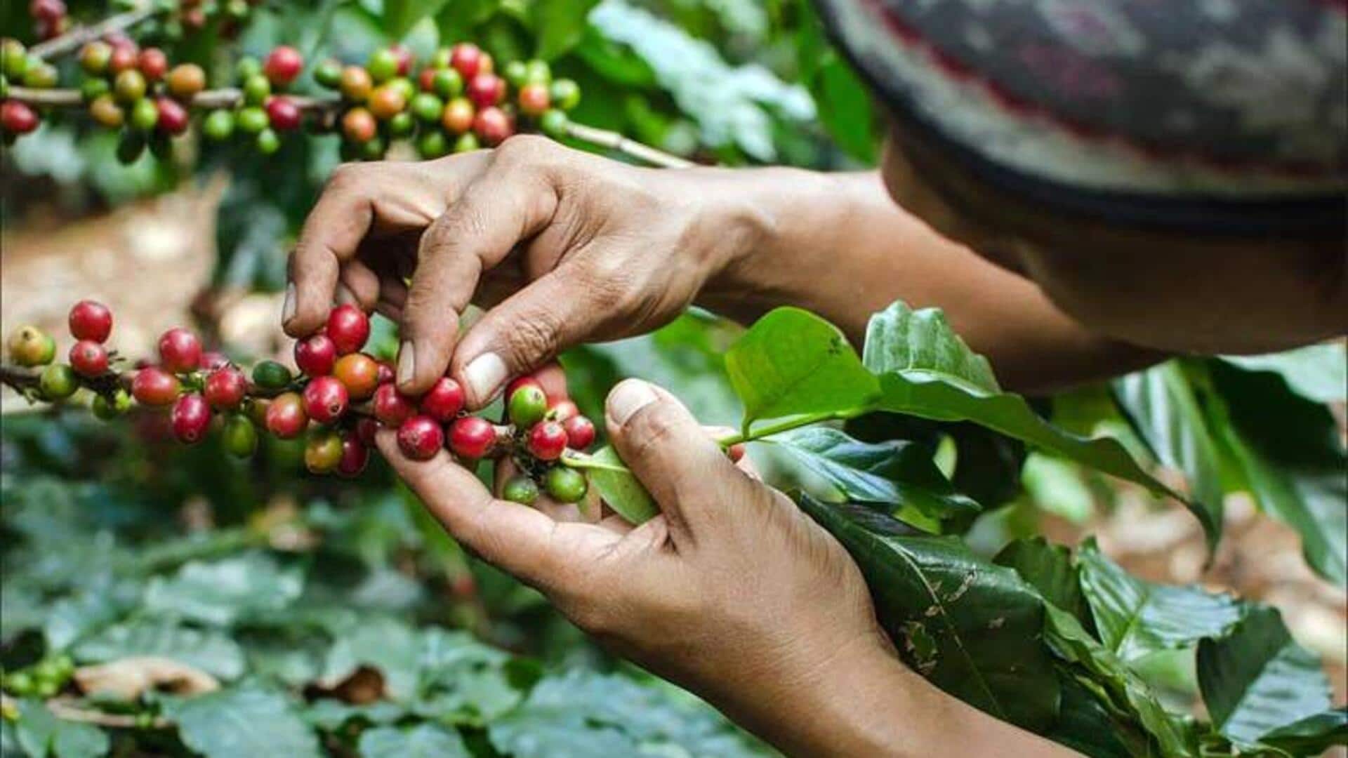 Tempat Terbaik untuk Mencicipi Cita Rasa Unik dari Kopi Sumatra