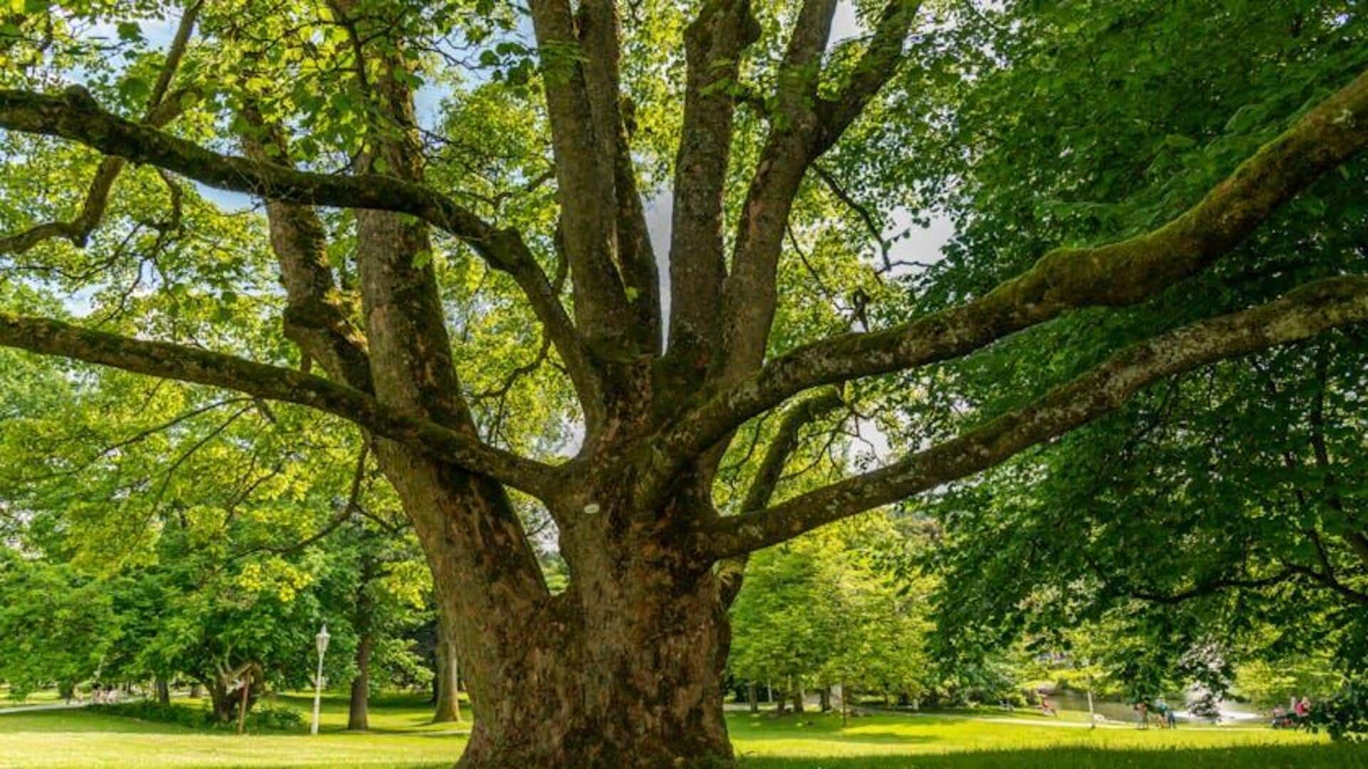 Robot Rewilding: Memulihkan Ekosistem dengan Inovasi Teknologi