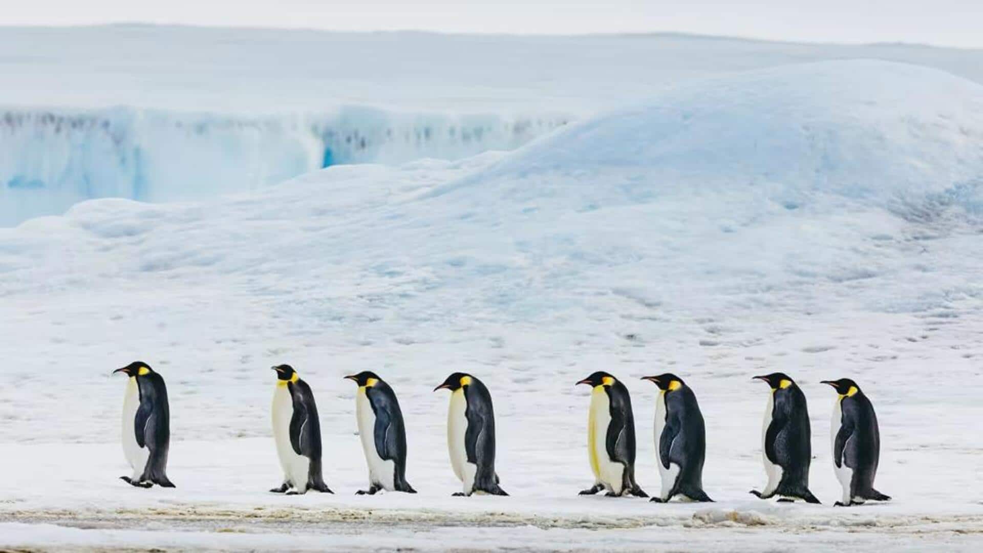 Taktik Migrasi Luar Biasa Penguin di Iklim Ekstrem