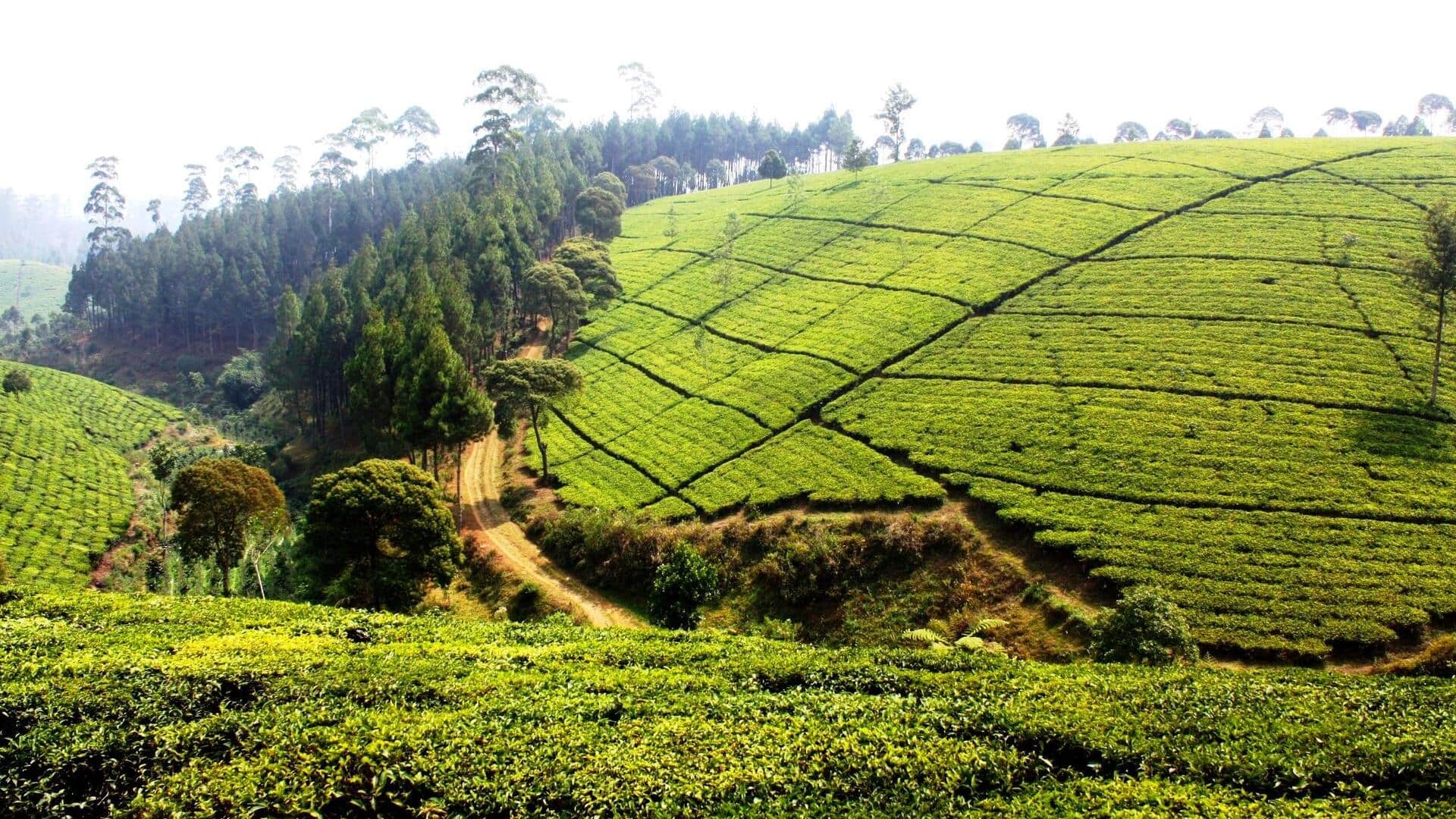 Menjelajahi kebun teh di Bandung
