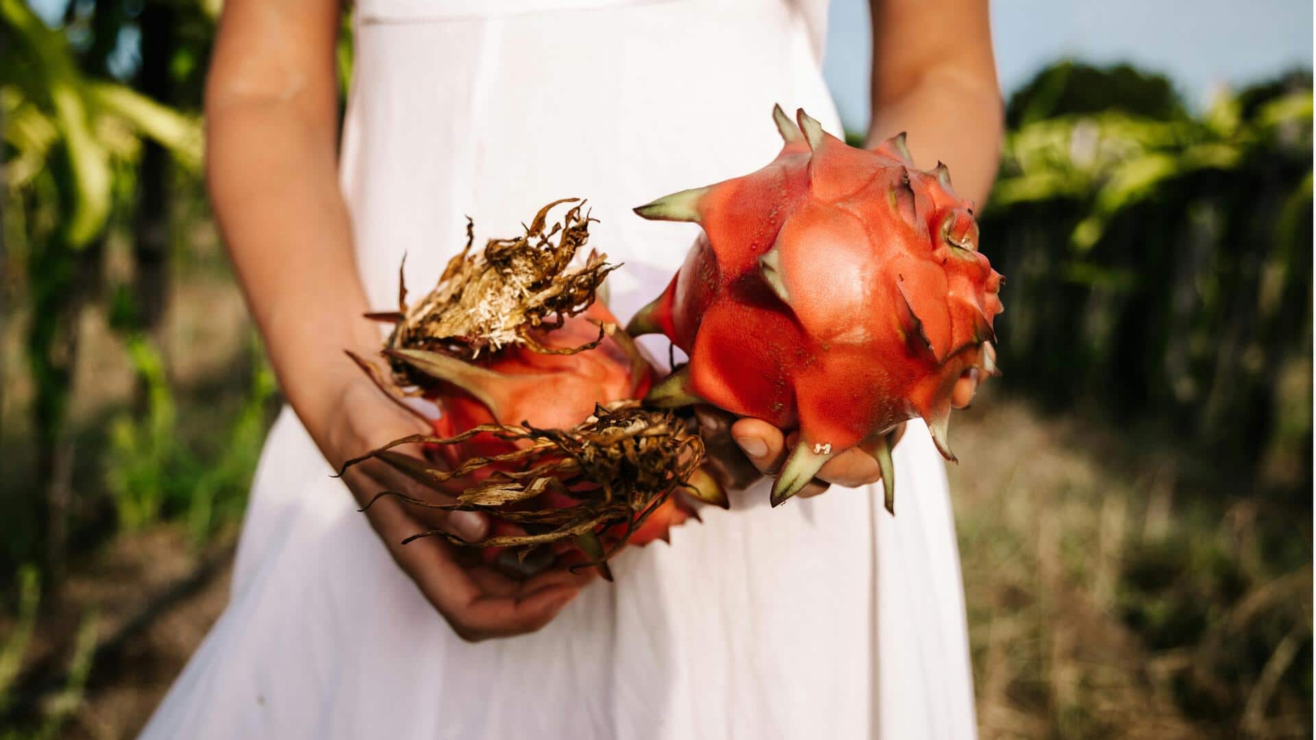 Cara Menanam Buah Naga di Rumah