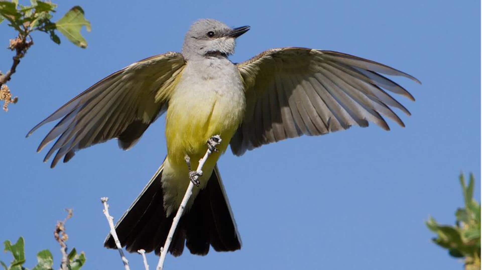 Mengungkap Rahasia Migrasi Kingbird Melintasi Benua