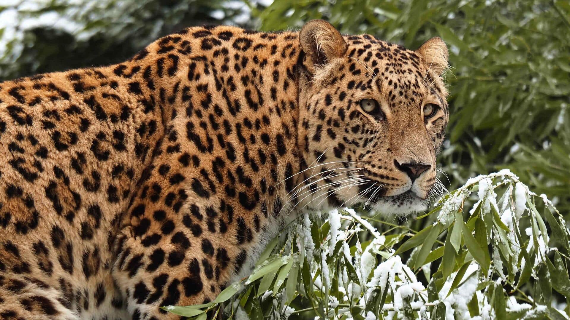 Adaptasi Tak Terduga dari Macan Tutul untuk Bertahan Hidup