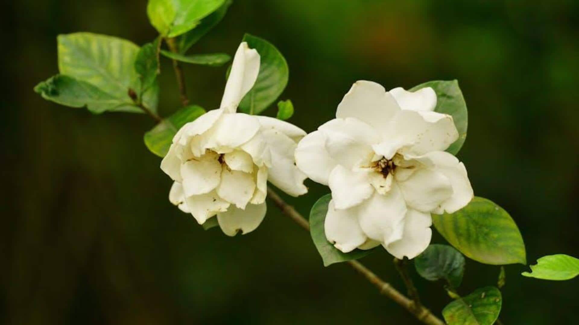 Menanam Gardenia Wangi di Dalam Ruangan