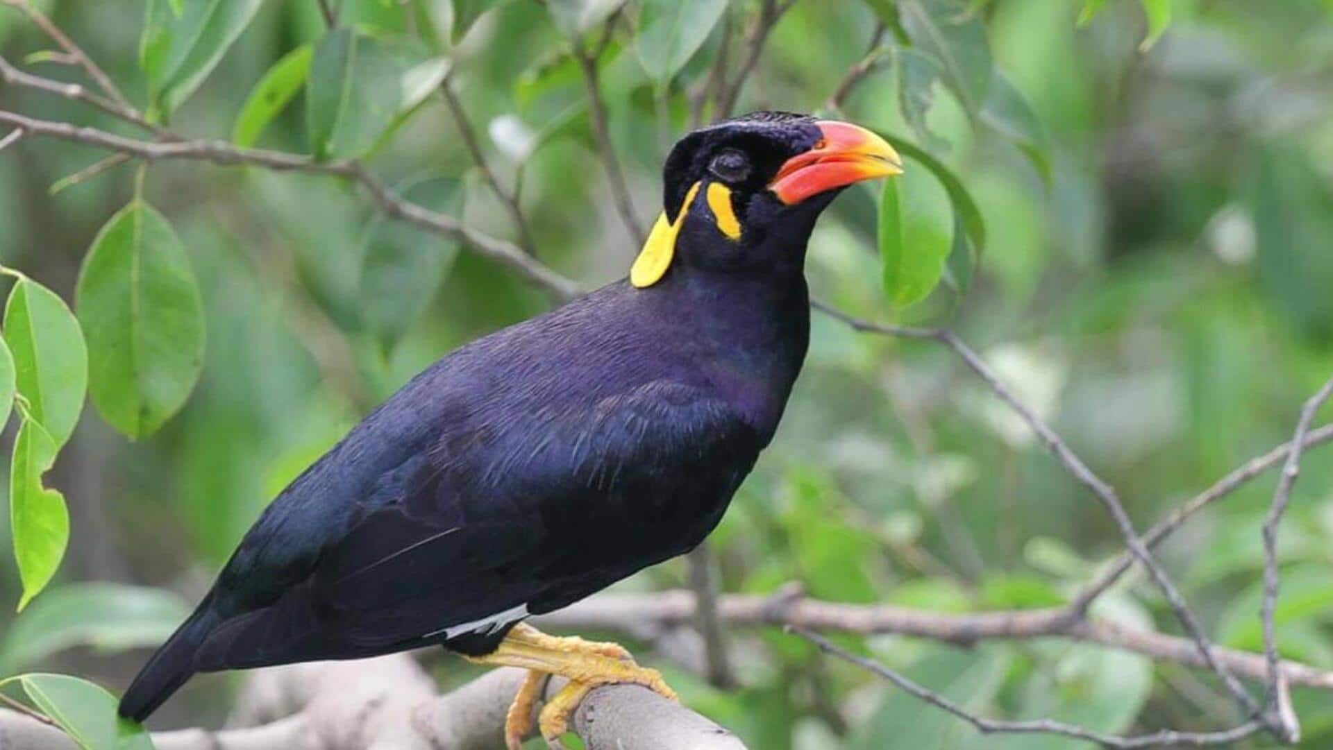 Rahasia Kemampuan Menirukan Suara dari Burung Beo Rahasia Kemampuan Menirukan Suara dari Burung Beo