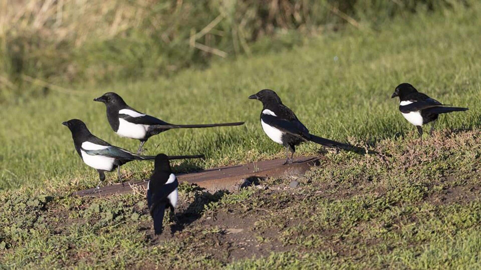 Cara Mudah Mengenali Jejak Burung Magpie di Alam Liar