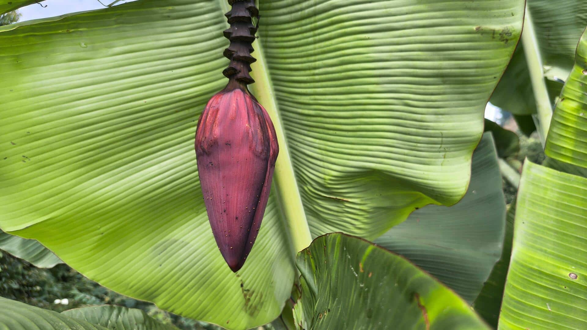 Teknik unik mengolah jantung pisang