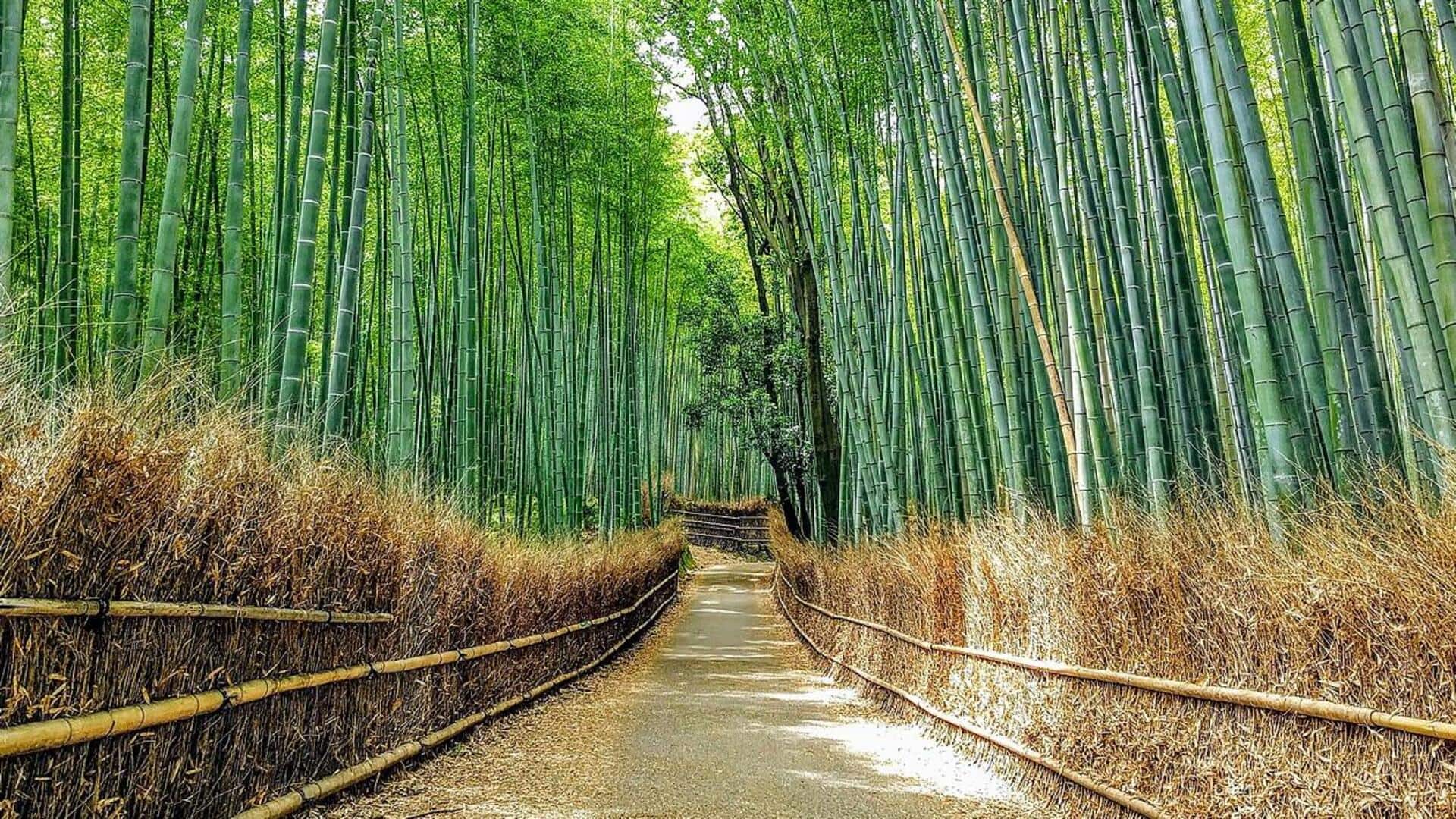 Mencari Ketenangan di Hutan Bambu Jepang