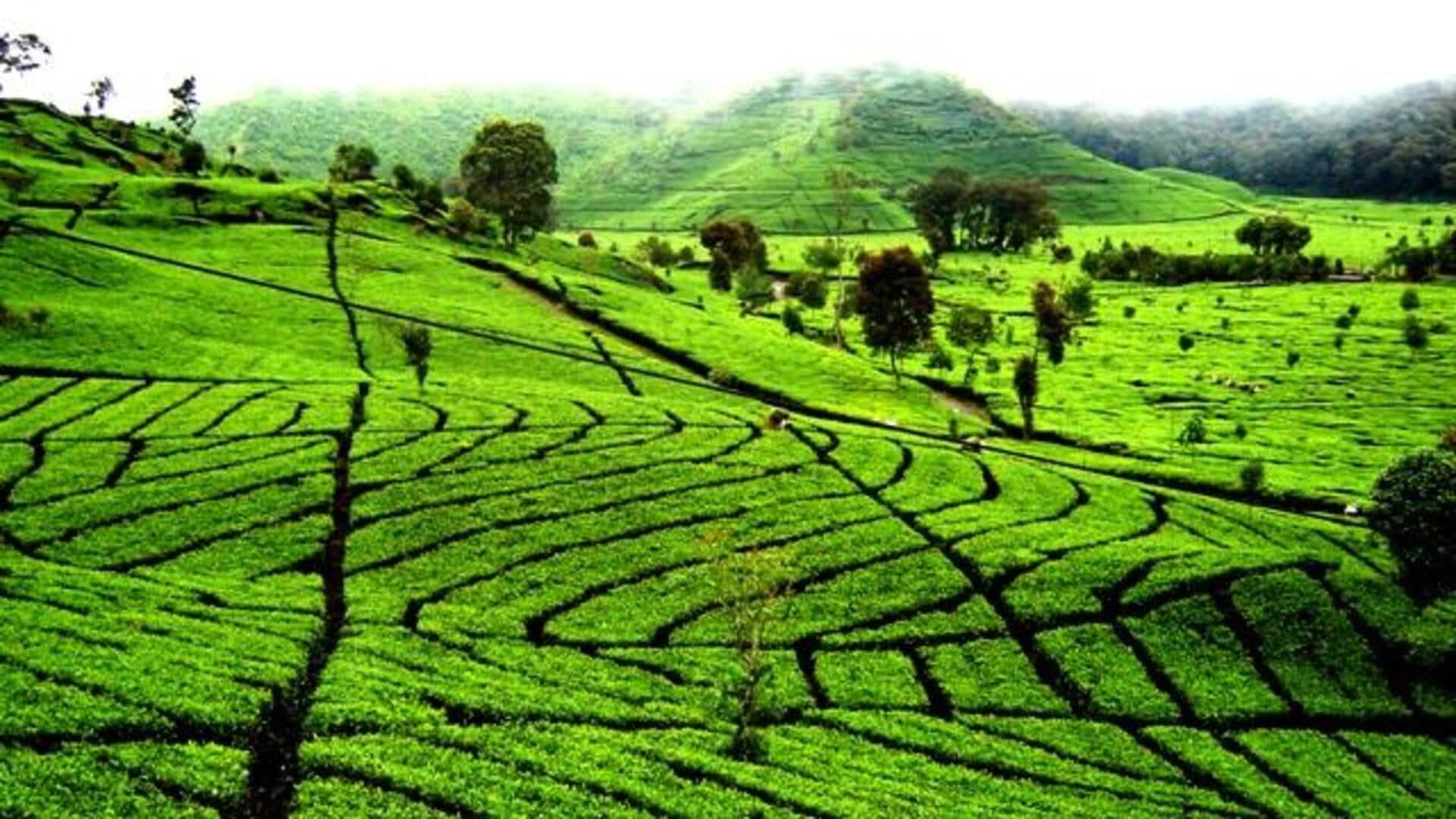 Menjelajahi perkebunan teh Bandung: Panduan wisatawan Menjelajahi perkebunan teh Bandung: Panduan wisatawan