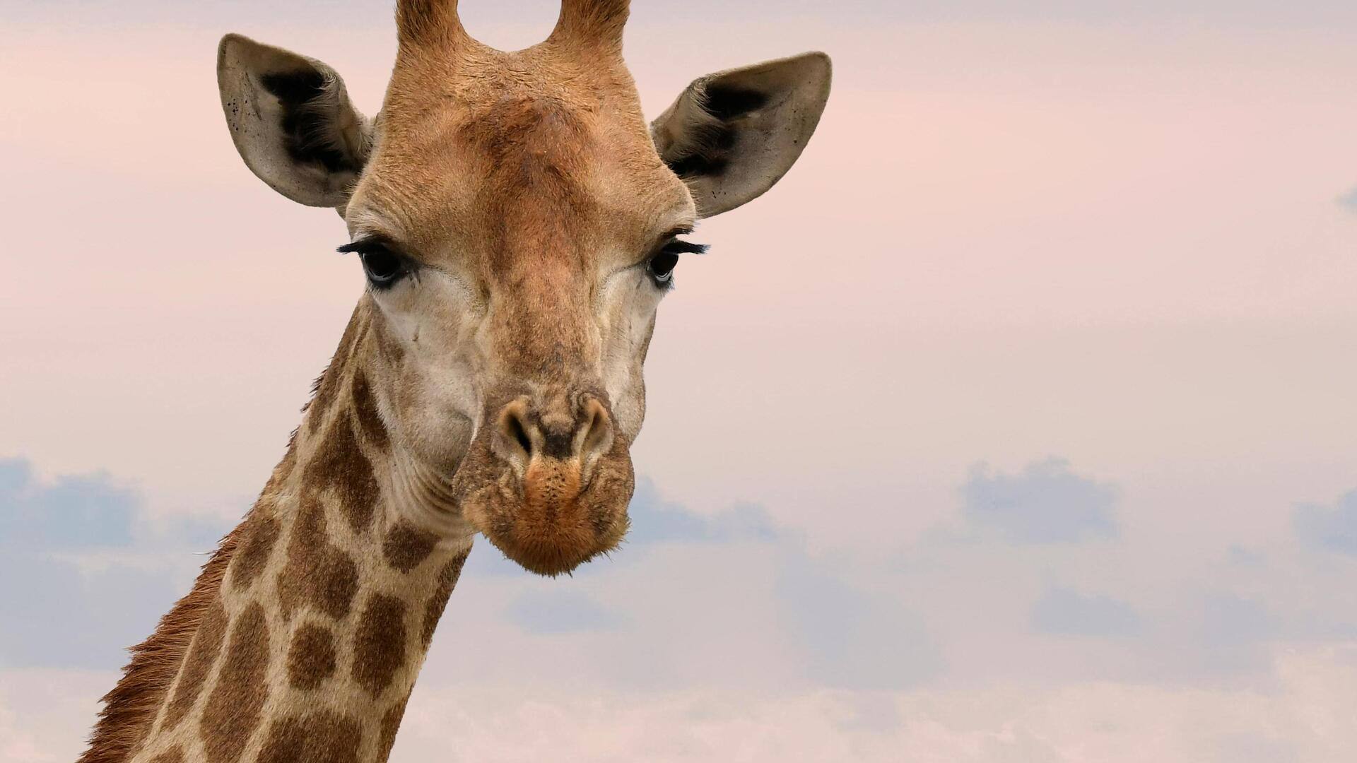 Mengapa jerapah jarang bersuara?