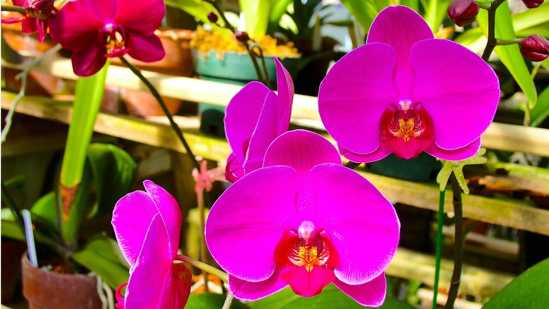 Lima Tanaman Epifit untuk Dicoba di Kebun Vertikal Anda