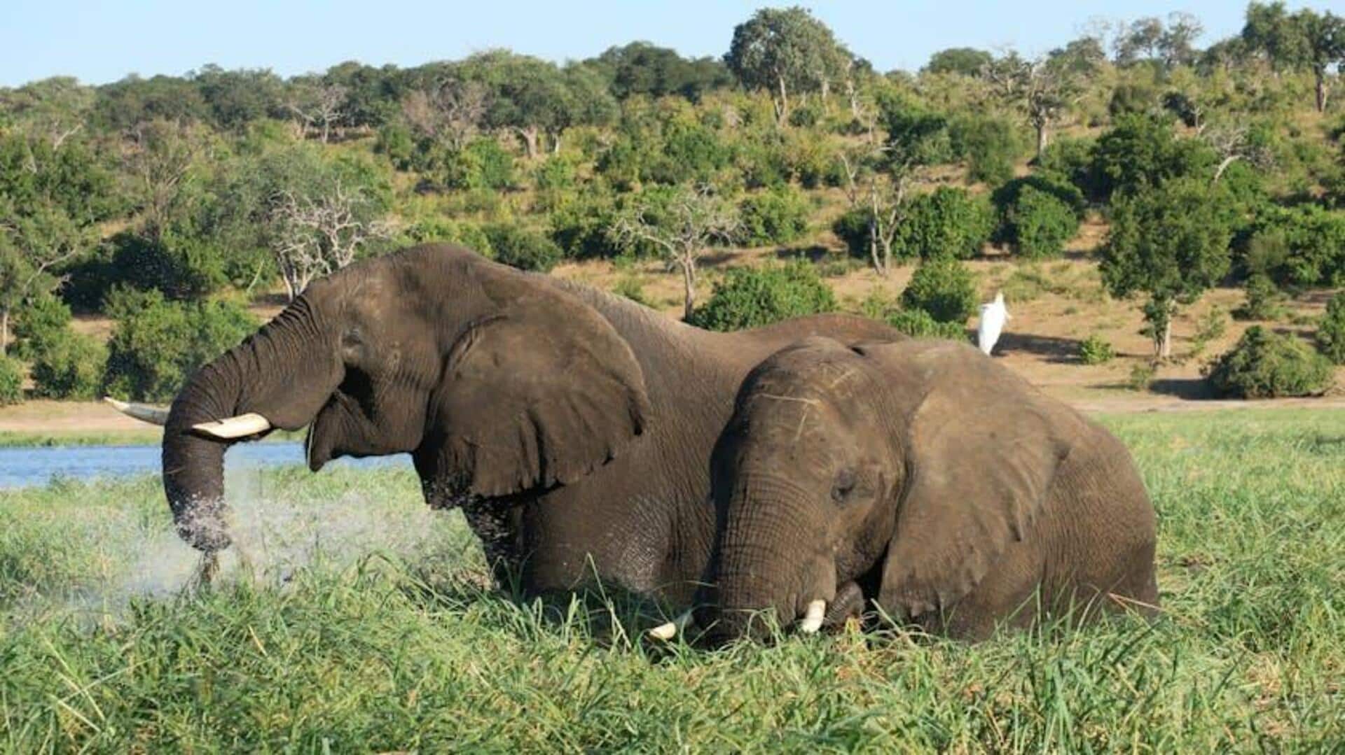 Lima Pengalaman Terbaik Menyaksikan Satwa Liar di Safari Botswana