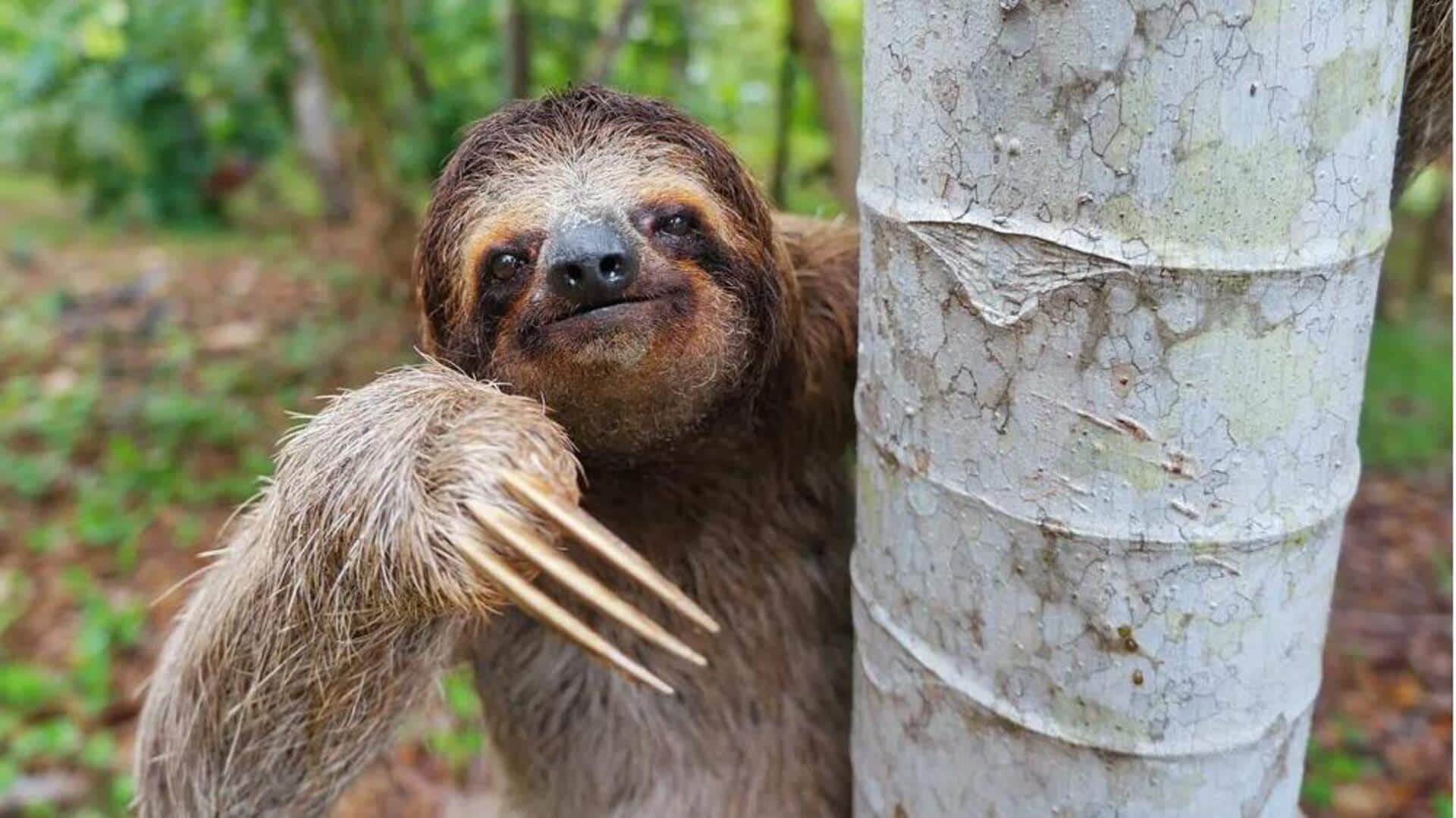 Mengungkap Dunia yang Menarik dari Kungkang Tiga Jari 