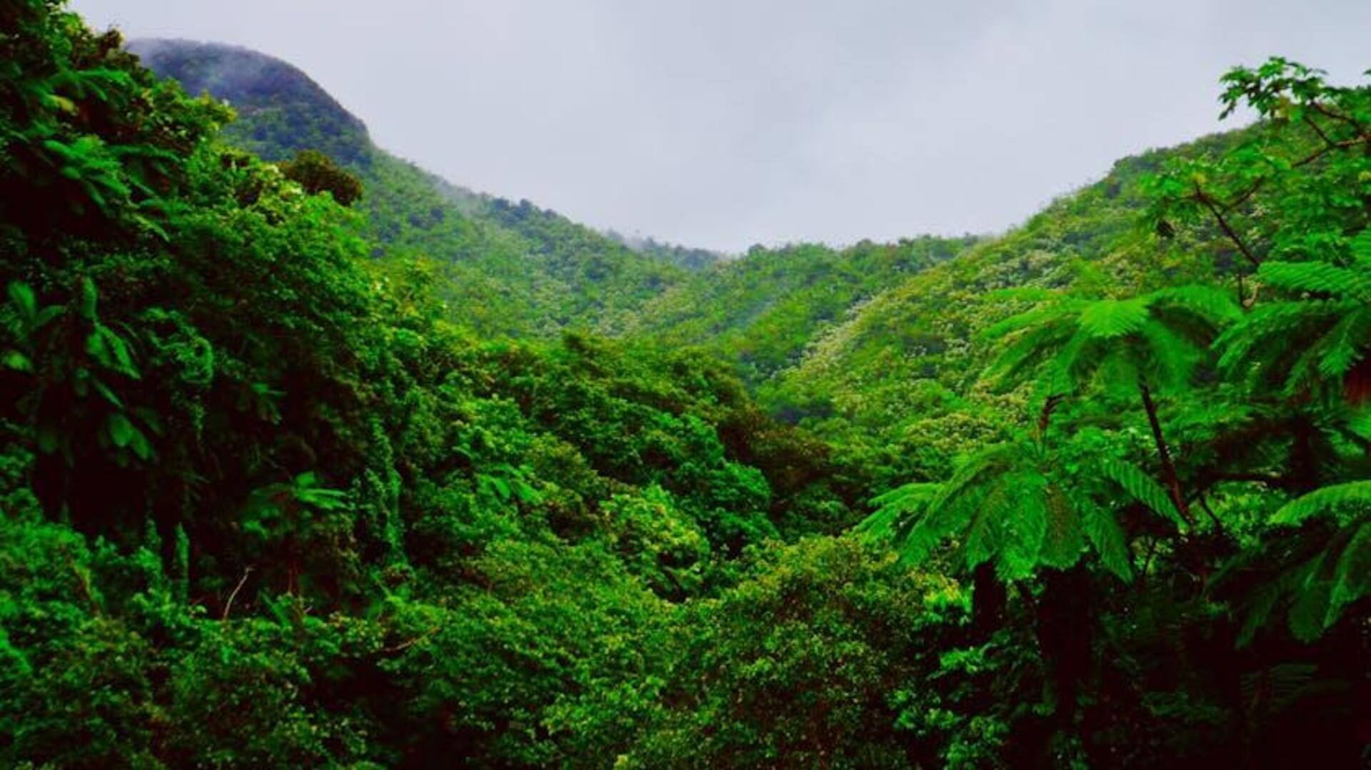 Menjelajahi Keajaiban Hutan Nasional El Yunque, Puerto Rico