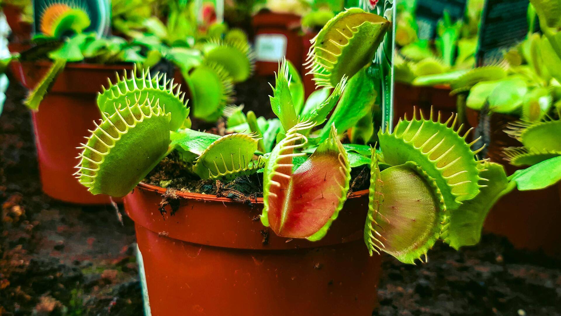 Tanaman Karnivora Unik untuk Ditanam di Halaman Belakang