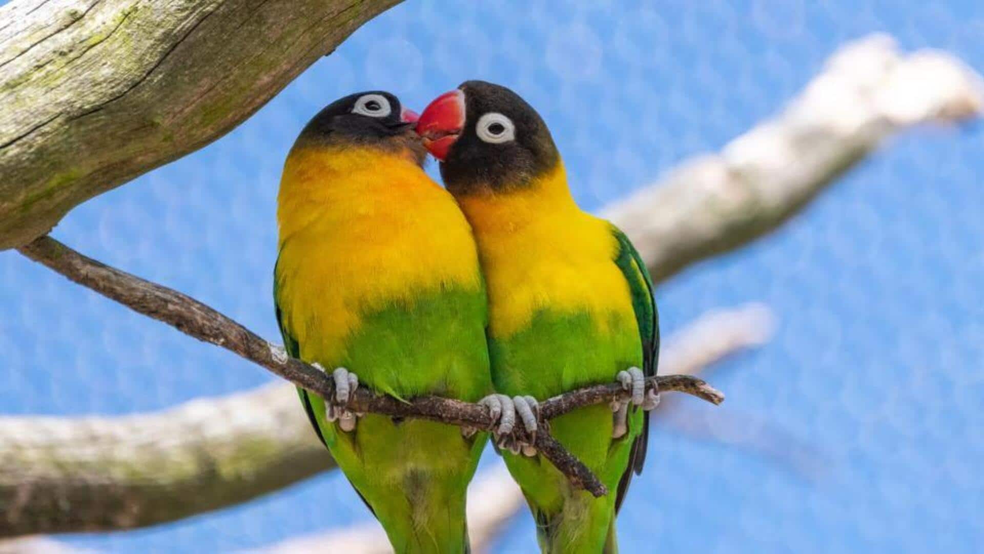 Mengungkap Keunikan Bulu Cerah dan Tingkah Laku Lucu dari Lovebird Mengungkap Keunikan Bulu Cerah dan Tingkah Laku Lucu dari Lovebird