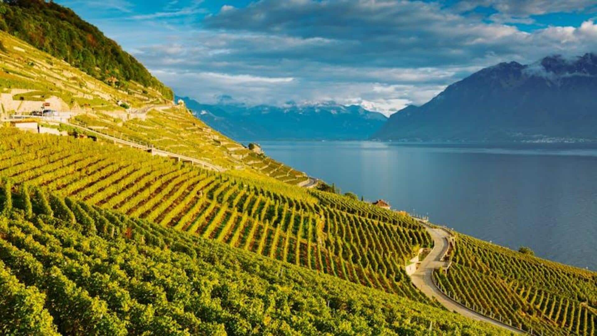 Menikmati Keindahan Kebun Anggur di Swiss