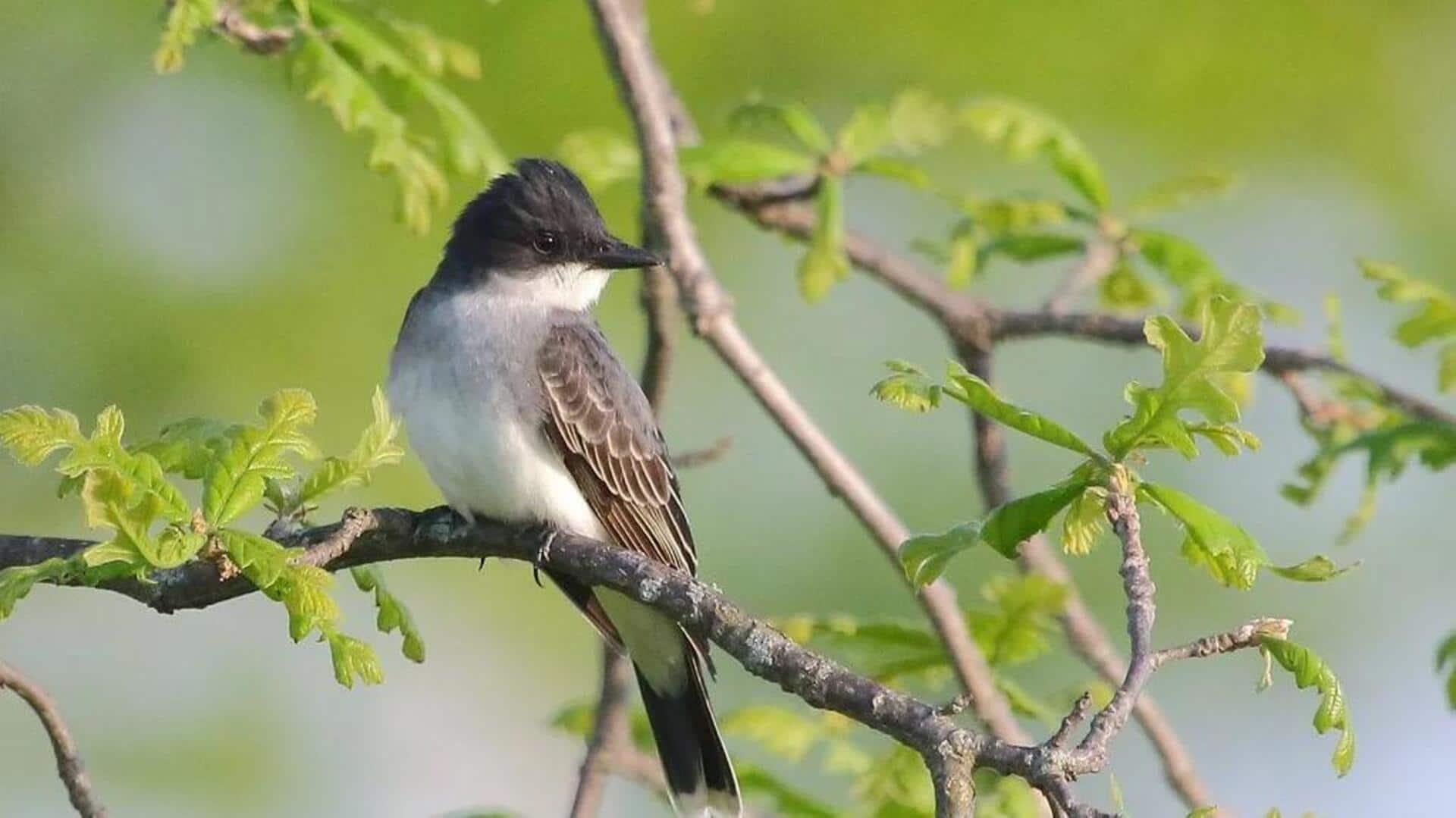 Mengungkap Kebiasaan Berkumpulnya Kingbird setelah Matahari Terbenam