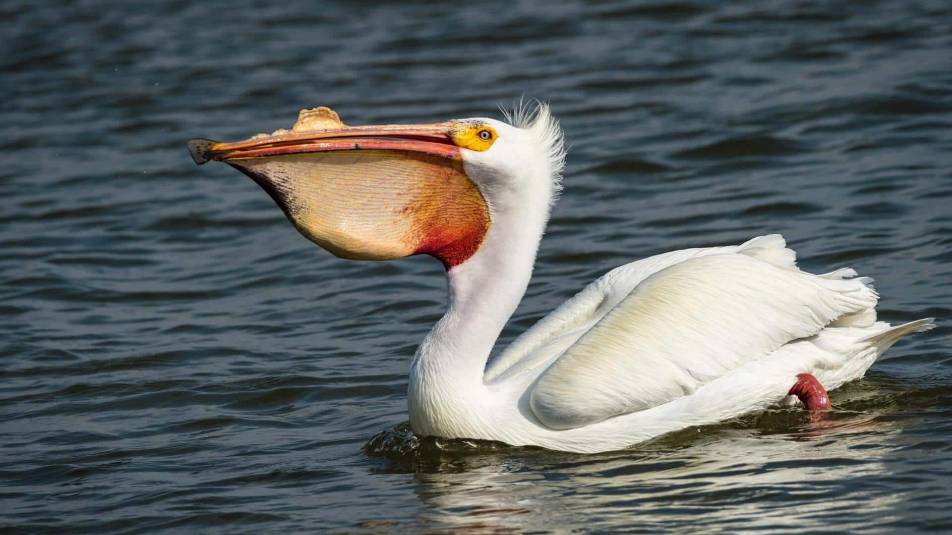 Lima Cara Pelikan Memanfaatkan Kantong Paruh Besarnya untuk Kehidupan Sehari-hari