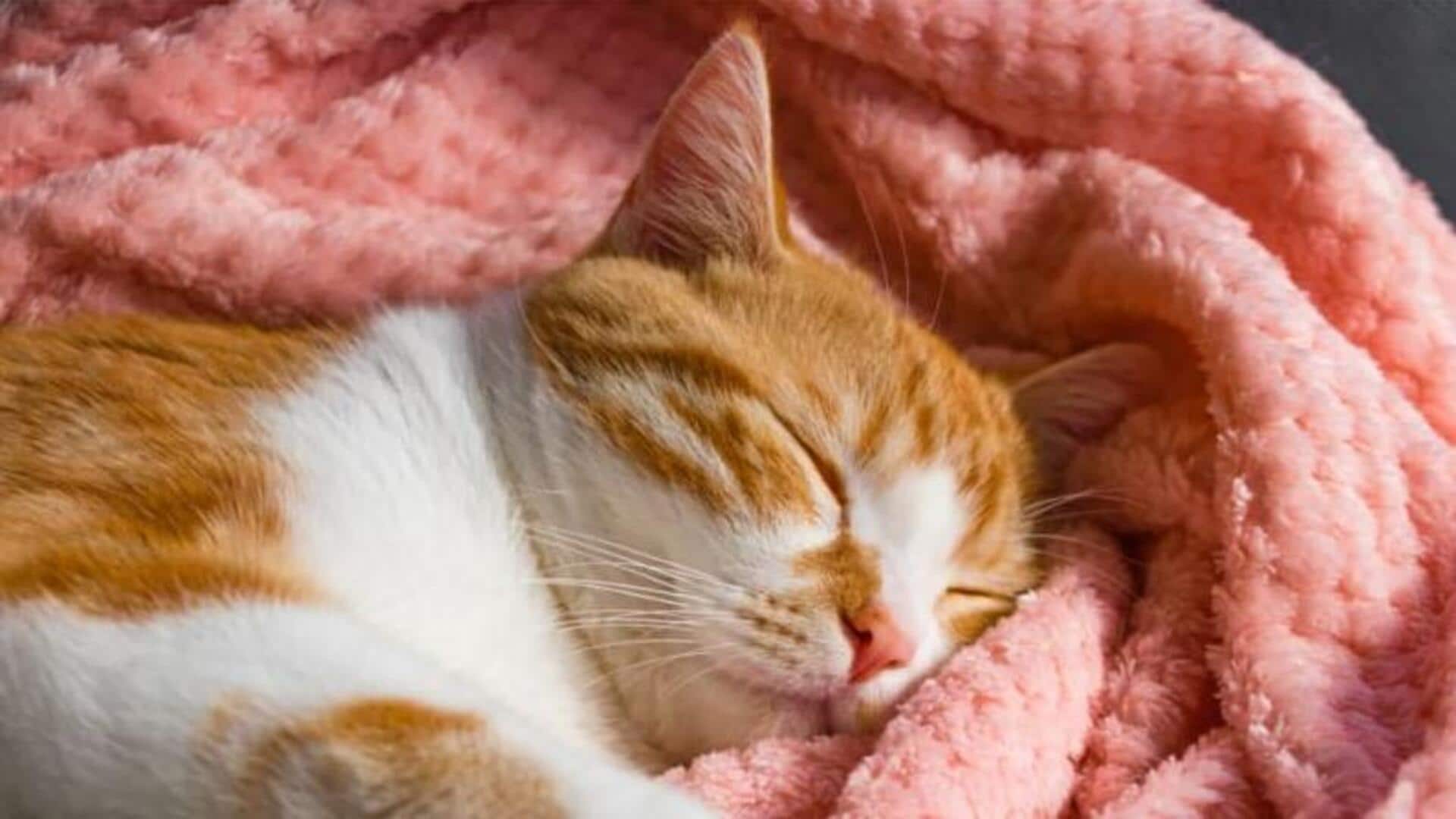 Alasan Kucing Anda Tidur Terlalu Lama Selama Musim Dingin
