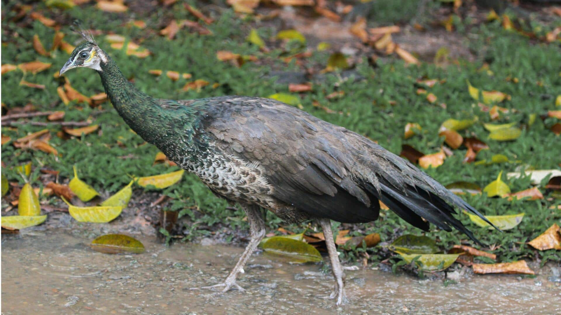 Keunikan Induk Merak Betina yang Menarik Keunikan Induk Merak Betina yang Menarik