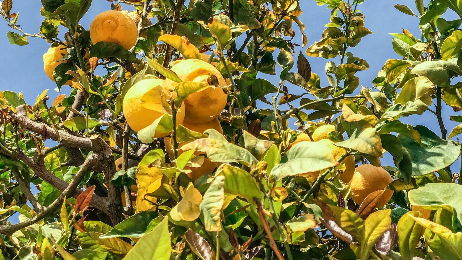 Menjelajahi Kebun Lemon Rahasia di Sisilia Menjelajahi Kebun Lemon Rahasia di Sisilia