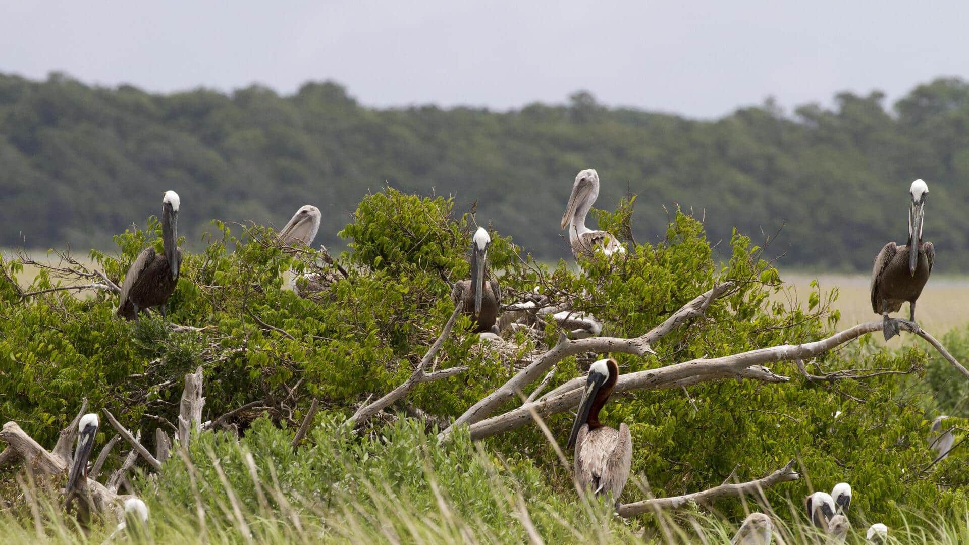 Mengungkap Rahasia Pemilihan Lokasi Koloni Pelikan