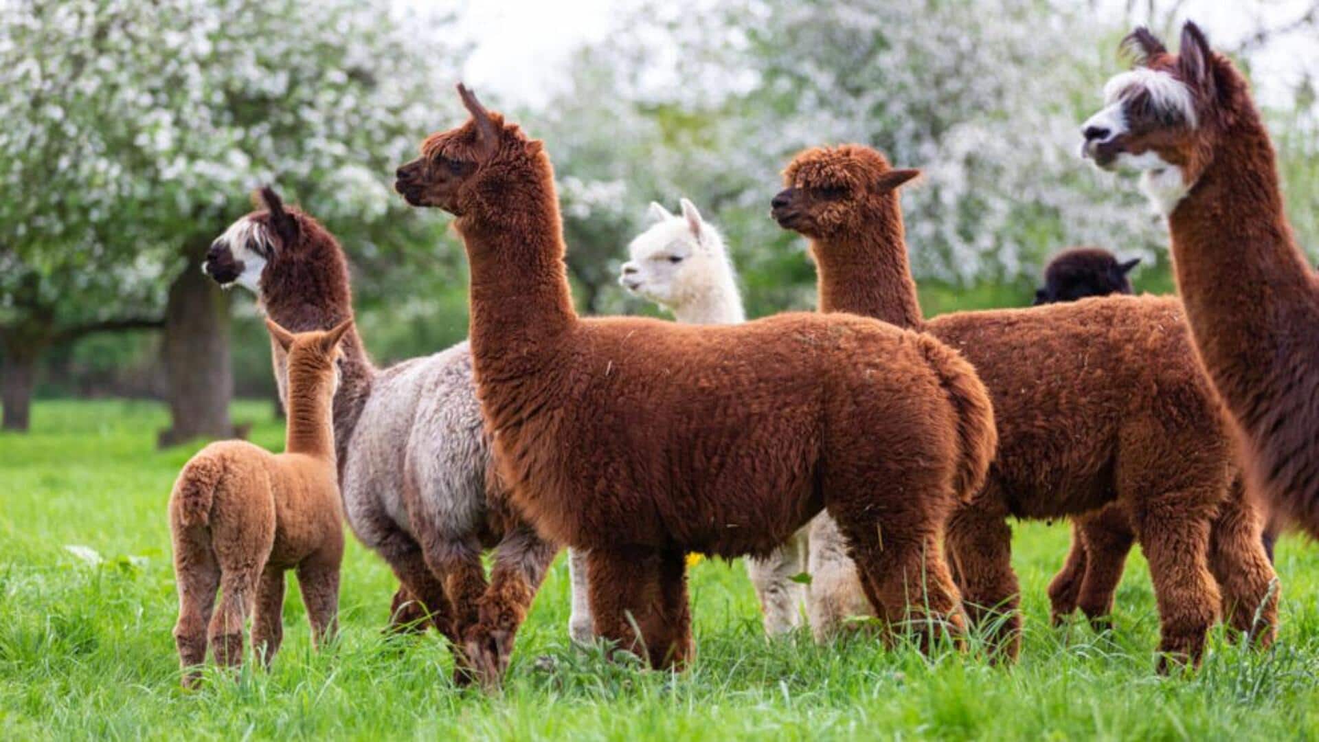 Menjelajahi Keunikan Struktur Sosial Alpaka