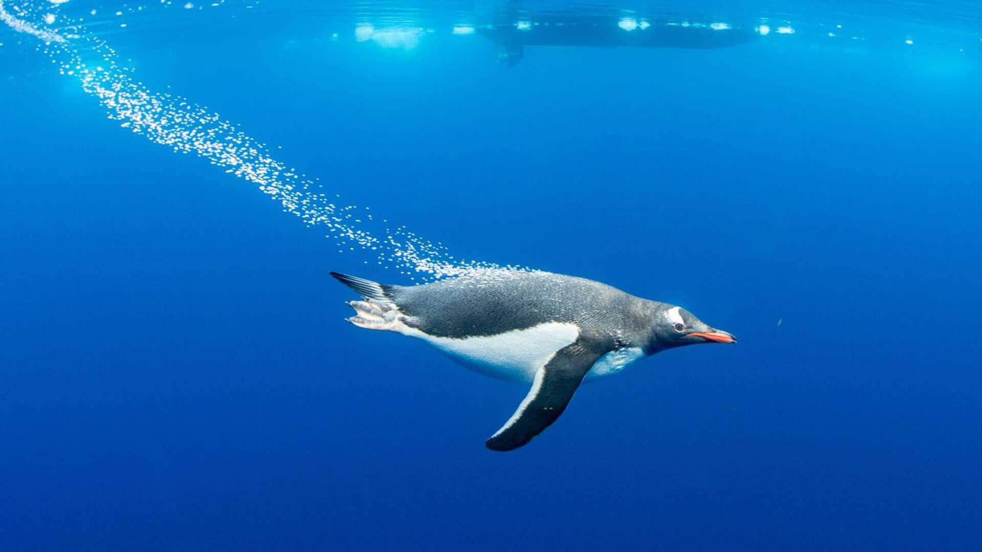 Mengapa Penguin Terlihat Lebih Berwarna saat Berada di Bawah Air?