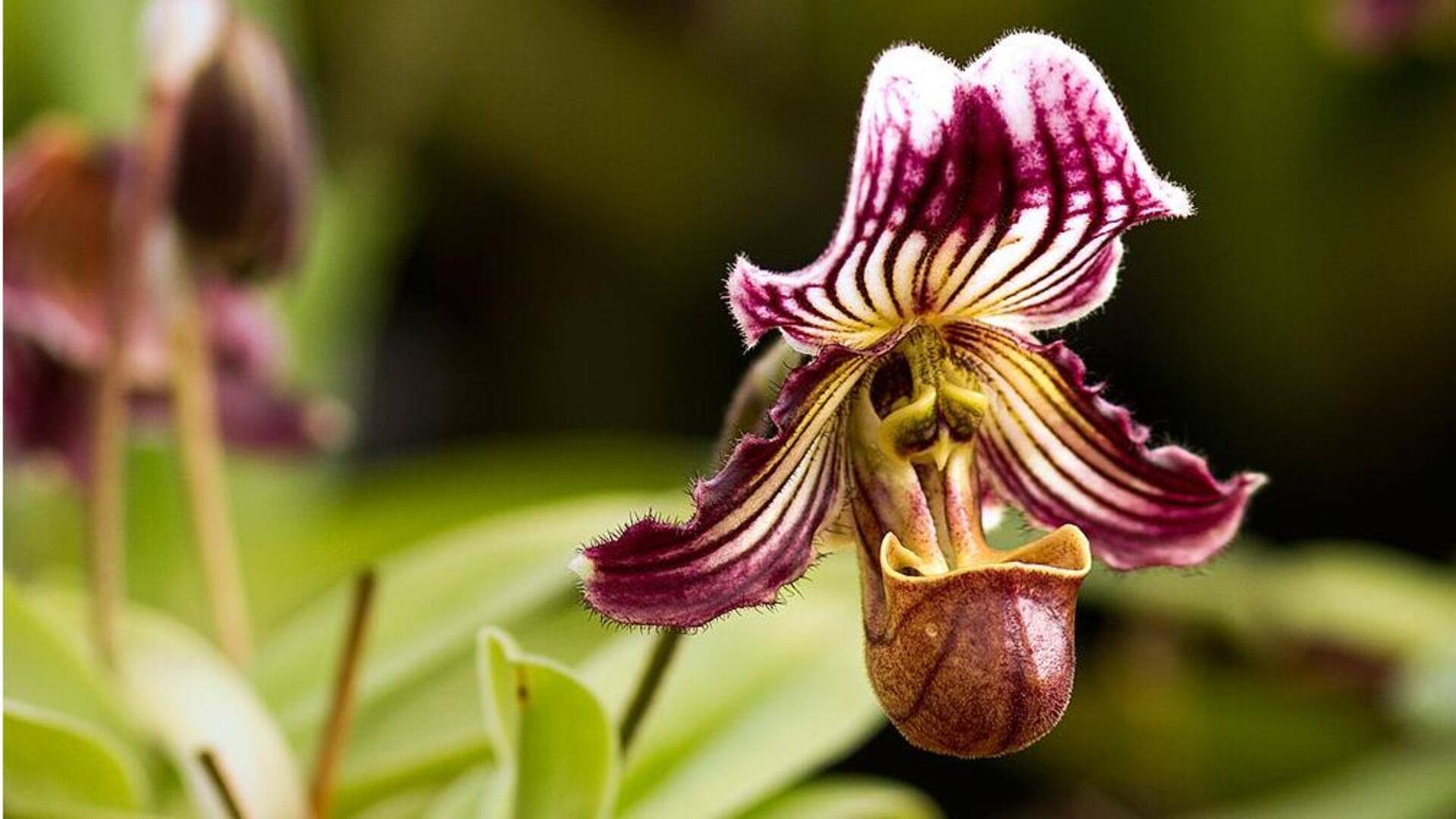 5 Anggrek Menakjubkan yang belum Anda Ketahui