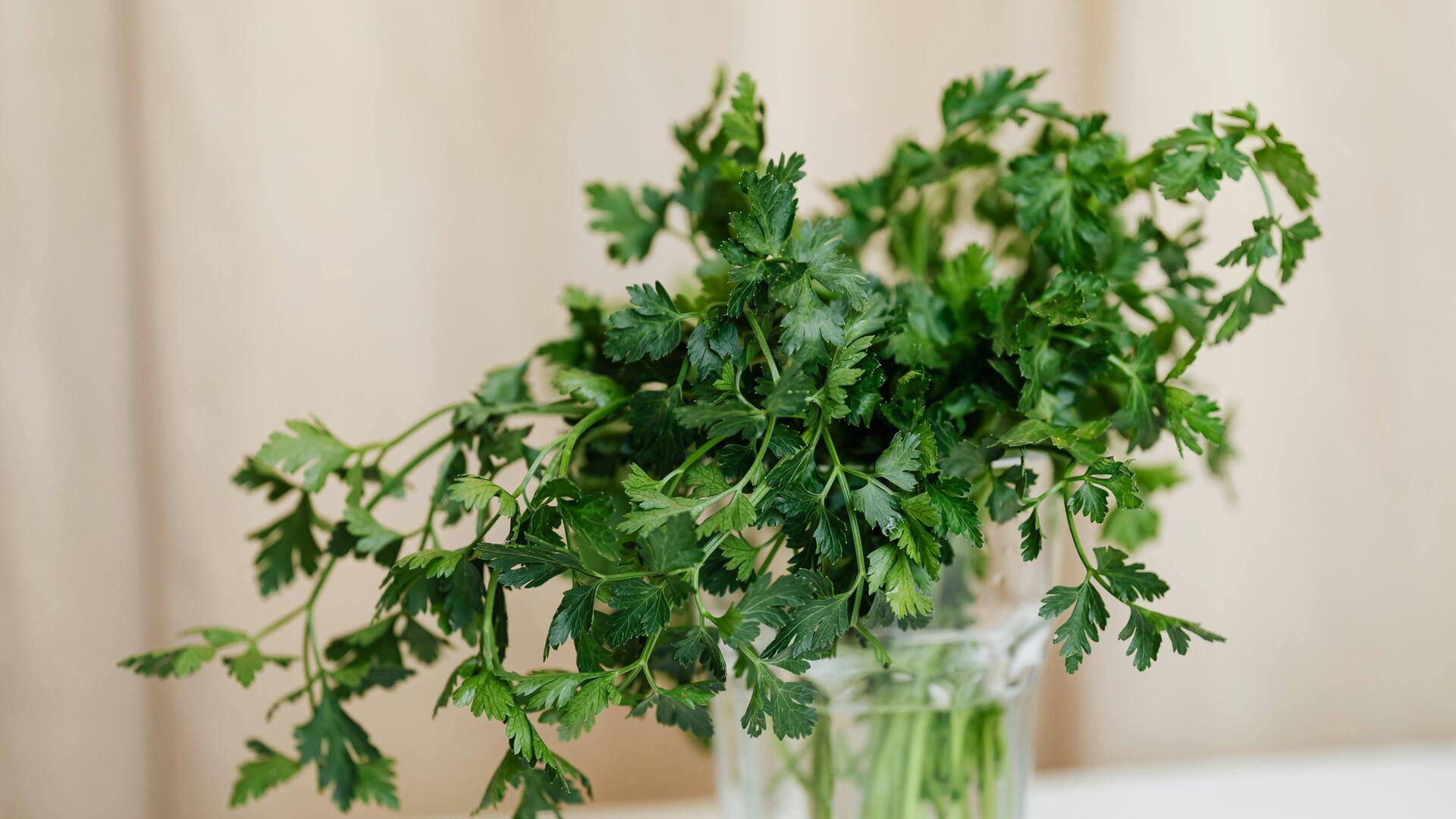 Mencerahkan ruang dengan dekorasi tanaman peterseli dapur