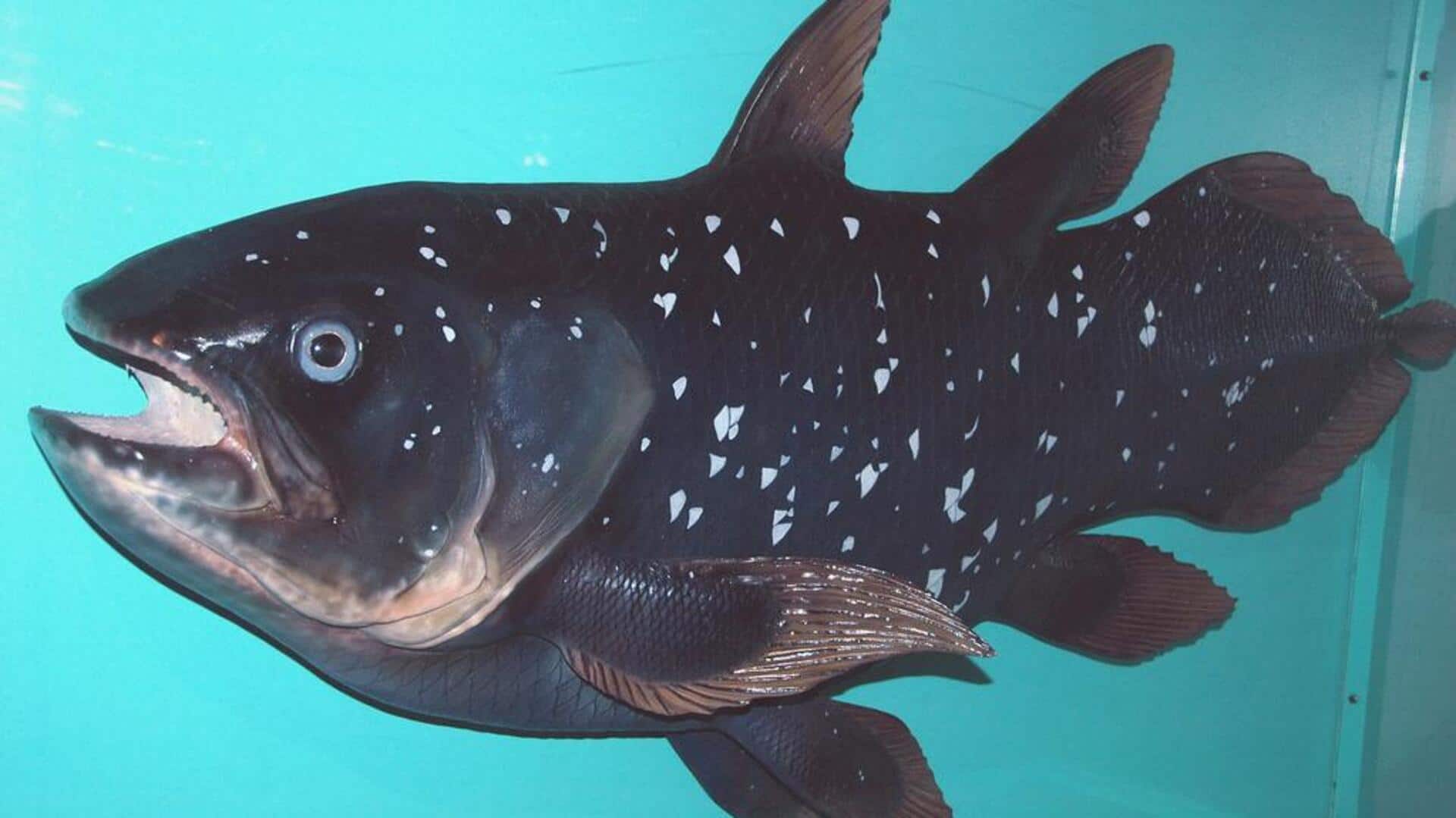 Fakta menarik tentang coelacanth Fakta menarik tentang coelacanth