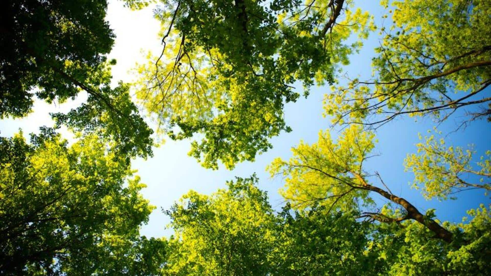 Lima Cara Tumbuhan Berkomunikasi secara Kimia untuk Bertahan Hidup