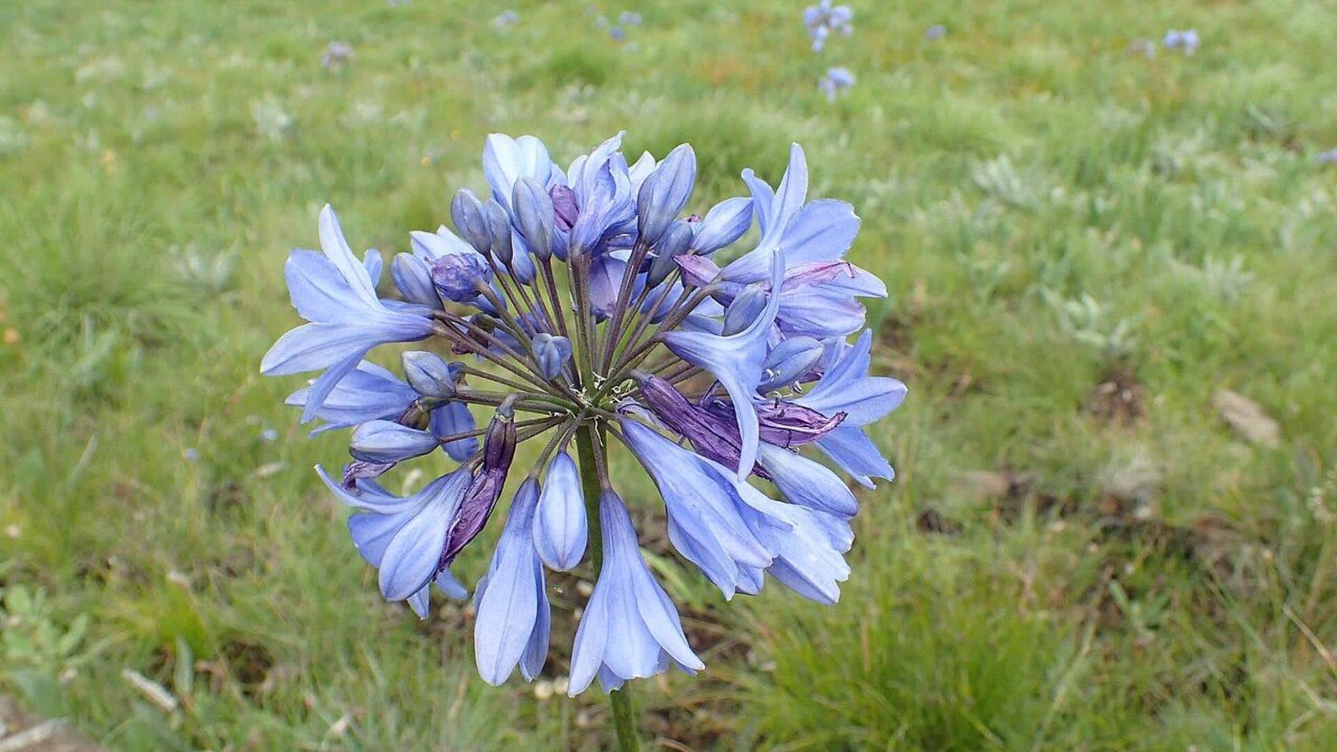 Menanam Agapanthus Biru di Taman Anda