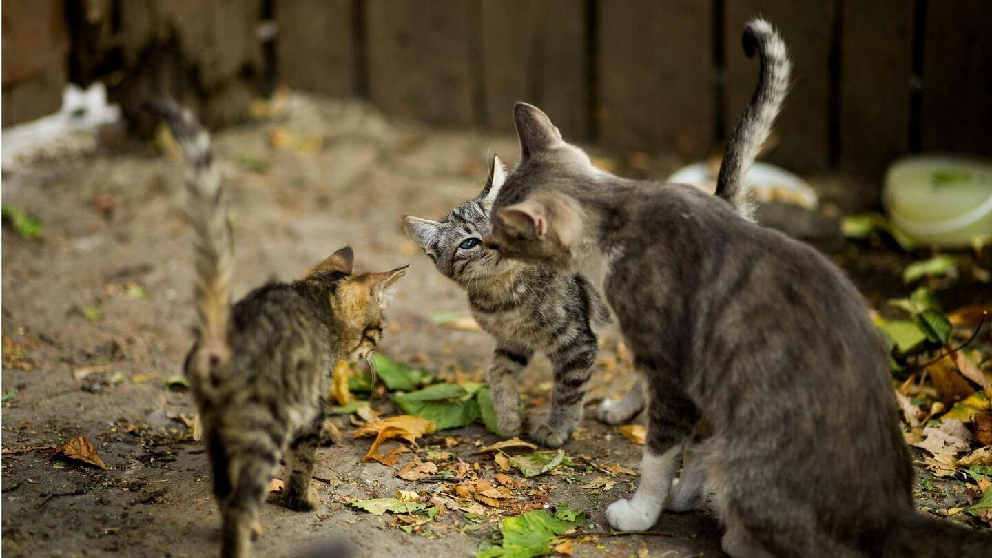 Terapi gen dapat menawarkan kontrasepsi tanpa operasi untuk kucing