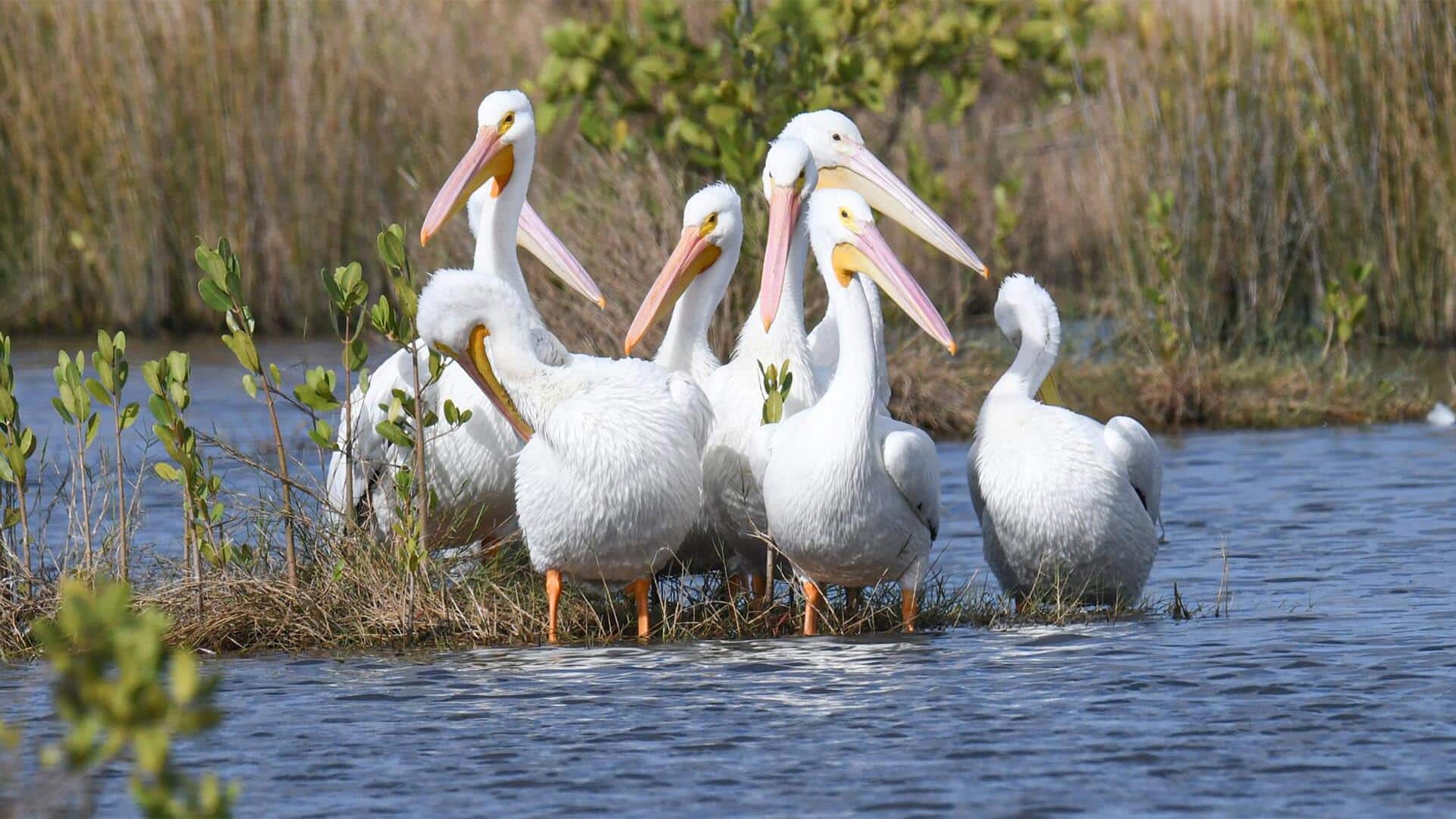 Metode Komunikasi Unik Pelikan untuk Bertahan Hidup di Alam Liar
