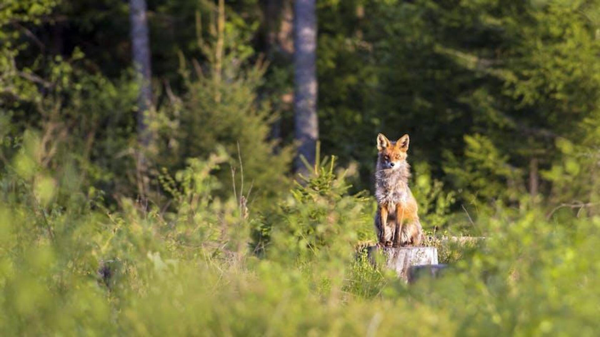 Menjelajahi Hutan Estonia yang Memukau