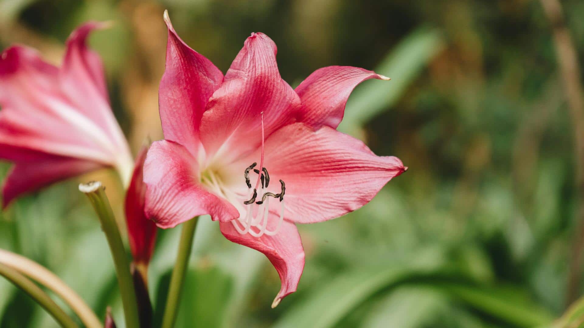 Cara Menumbuhkan Amarilis yang Mekar dengan Indah