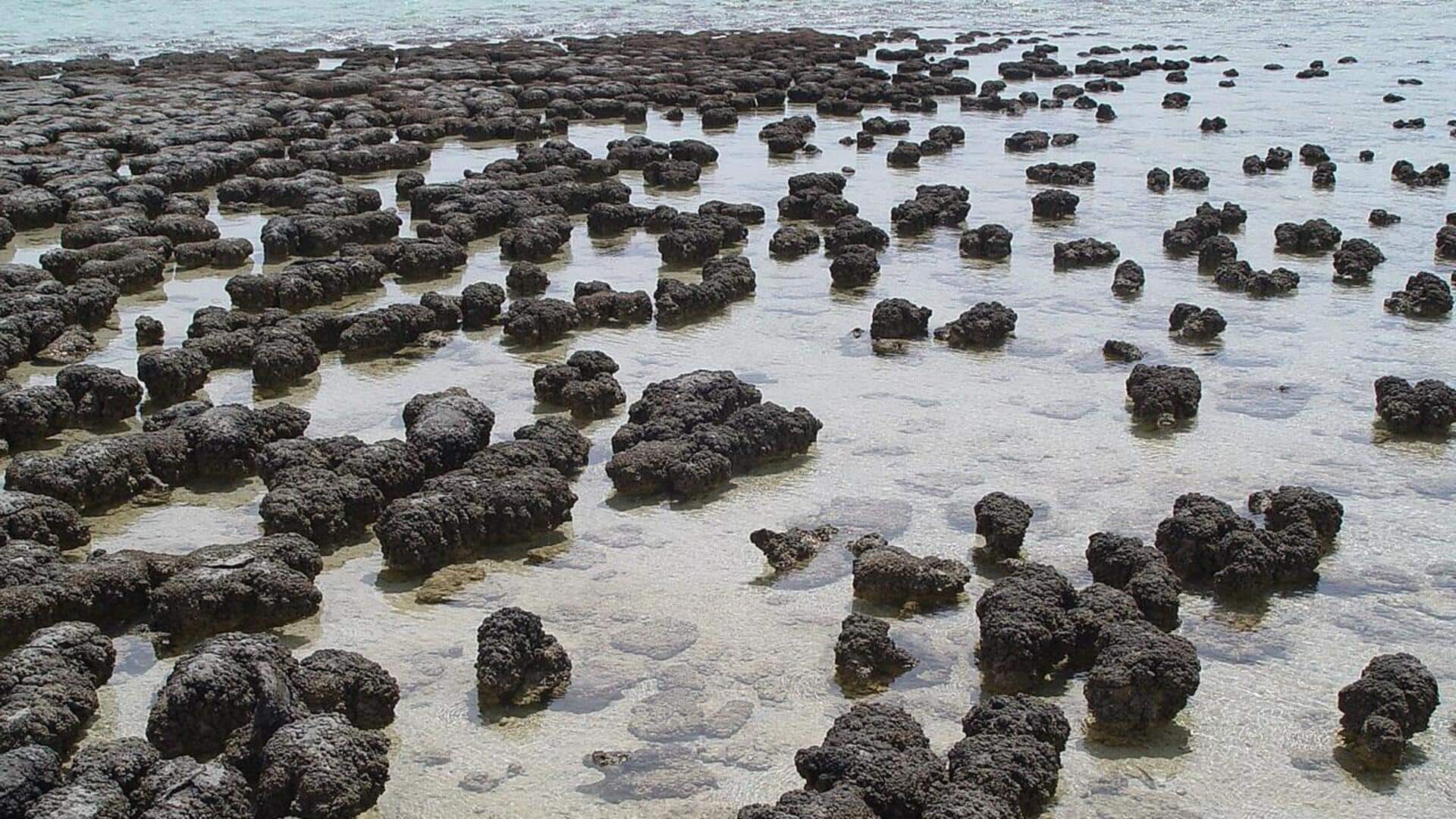 Apa yang Bisa Kita Pelajari dari Stromatolit Zaman Dahulu?