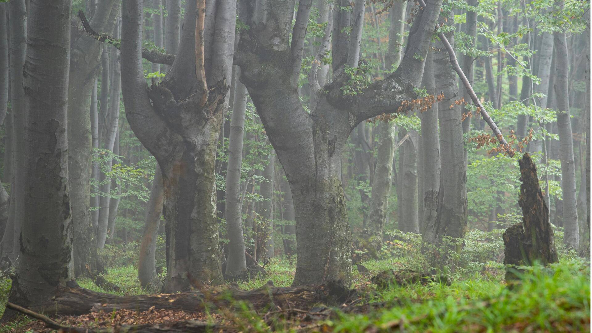 Menjelajahi Hutan Ajaib Otzarreta, Spanyol