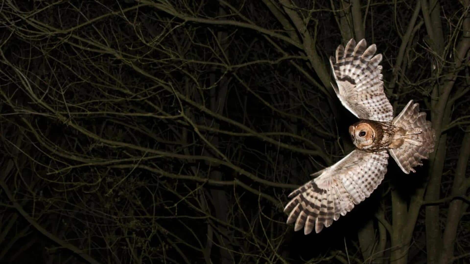 Burung Hantu: Navigator Malam yang Tak Terlihat Burung Hantu: Navigator Malam yang Tak Terlihat