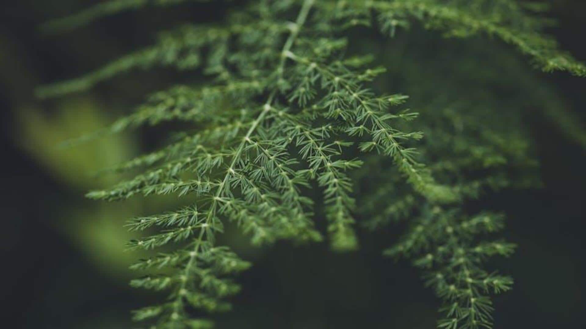 Cara Menumbuhkan Asparagus Hias yang Subur Dalam Pot