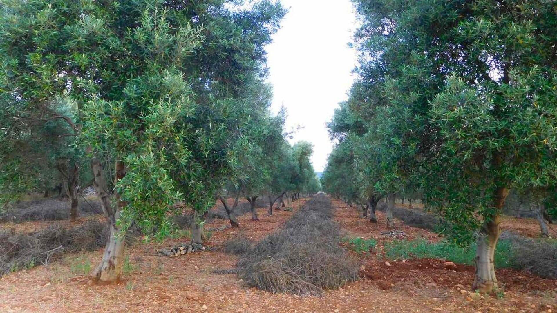 Kebun-Kebun Zaitun Indah di Toskana, Italia