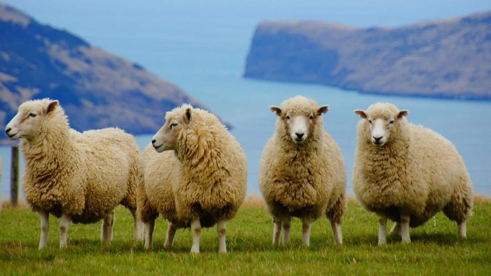 Peran Domba dalam Pertanian yang Lebih Ramah Lingkungan