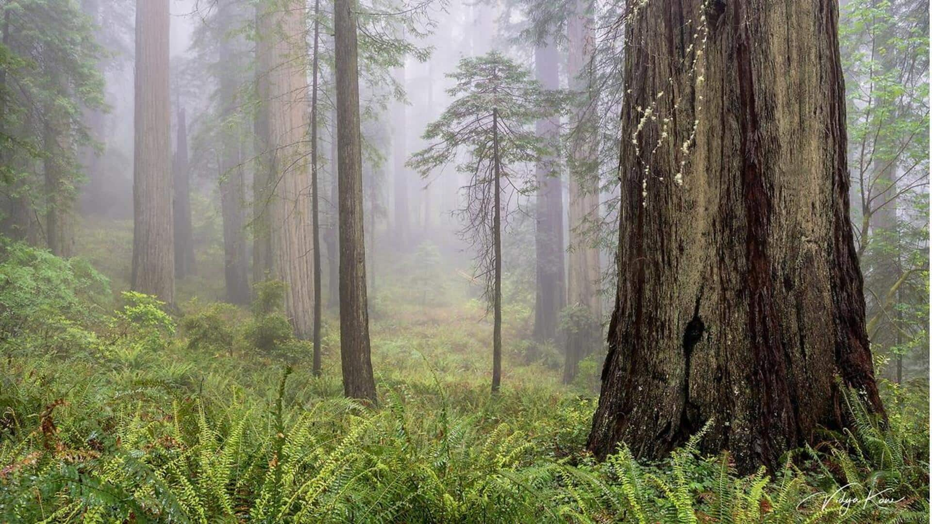 Petualangan Fog Harp Di Hutan Redwood California