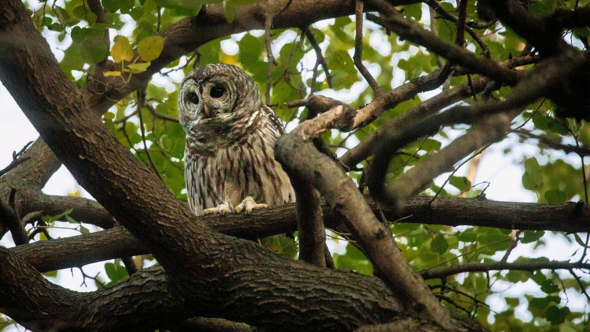 Menjelajahi Habitat Burung Hantu yang Menakjubkan
