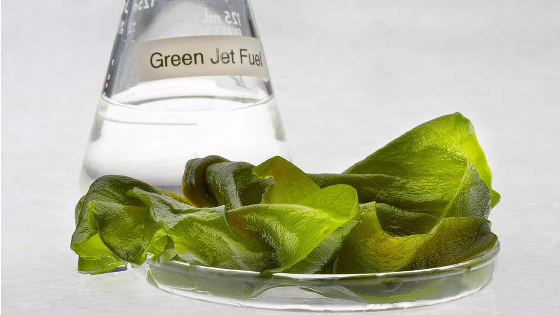 Penggunaan Mengejutkan Biofuel Berbasis Alga di Dunia Penggunaan Mengejutkan Biofuel Berbasis Alga di Dunia